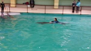 Геленджик. Купание с дельфинами в Геленджикском дельфинарии.