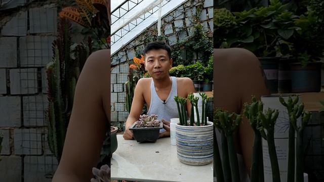 【養養養花花花】桃蛋烏木怎麼樣才能長得好，訣竅都在這裡