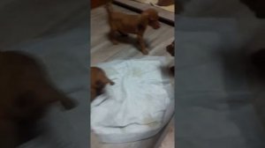 венгерская выжла щенки