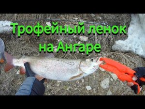 Трофейный ленок на Ангаре