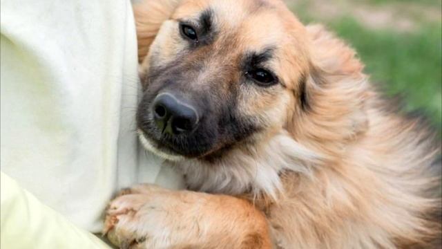 Почему ни в коем случае нельзя гладить собаку по голове??? смотреть онлайн