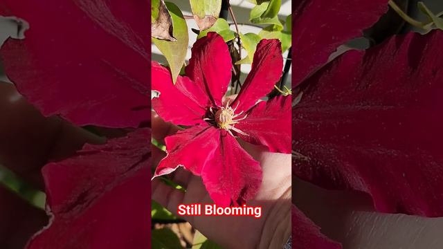 Massive Blooms Clematis is still blooming at the end of October.  #gardening #garden