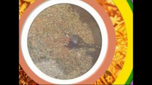 Пажитник сенной,шамбала, хильба, чаман, абиш.