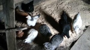 Курочки породы Доминант. Разнообразие окрасов. Первые 5 минут в новом жилище. :)