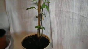 Паслен Рантонетти.Lycianthes rantonnetii-Solanum rantonnetii.Весеннее черенкование.
