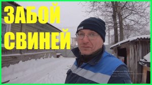 Как забить свинью .Забой парализатором и разделка поросёнка.