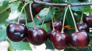 Вишня обыкновенная Хуторянка (prunus cerasus) ? Хуторянка обзор: как сажать, саженцы вишни Хуторянк