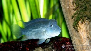 Steatocranus casuarius (Lionhead cichlid, Львиноголовая цихлида)