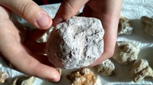 Обзор находок! Окаменелости! 300 миллеонов лет назад!