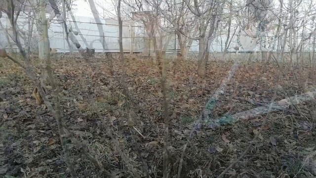 Обрезаю и укрываю ИНЖИР на зиму. смотреть онлайн