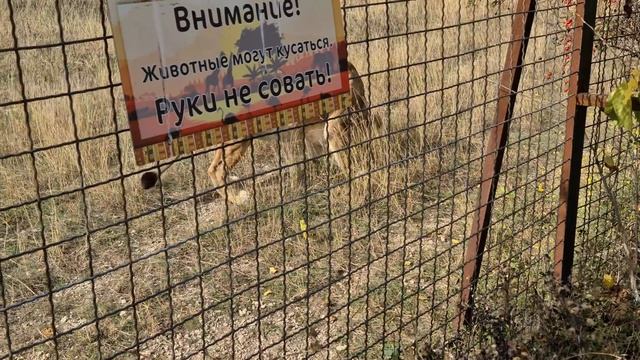 "Конфетки" для заколесников) Тайган смотреть онлайн