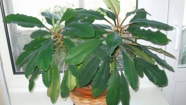 Как правильно ухаживать за молочаем беложильчатым в домашних условиях смотреть онлайн