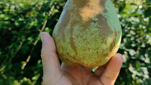 Груша "Бера Дюрондо".Огляд. смотреть онлайн