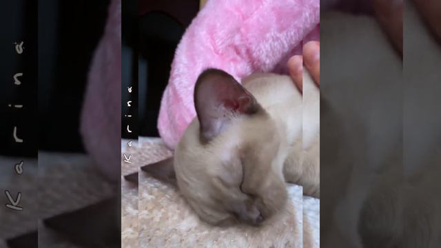 2 Бурманский котёнок Karina Freya Way*RU смотреть онлайн