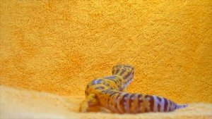 Содержание пятнистого эублефара (леопардового геккона), часть 1