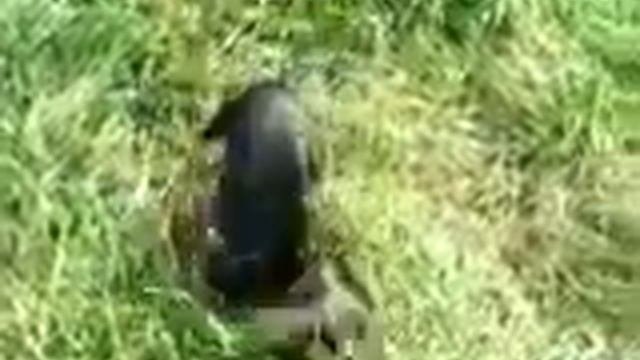 Чистка