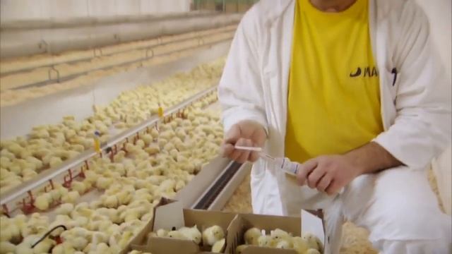 КТО ПРОИЗВОДИТ САМЫЙ КРУТОЙ БРОЙЛЕР В МИРЕ Компания Mach Чехия инкубационное яйцо COBB 500 смотреть онлайн