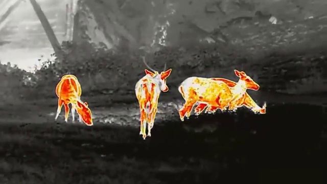 Wärmebildkamera Infiray Xeye E6 Pro V3 50mm (1) смотреть онлайн