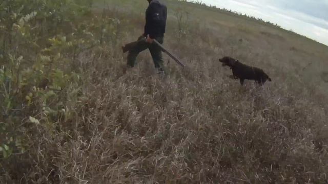 Охота на куропатку. 07.09.2013 смотреть онлайн