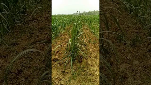 Coragen ke spray ke fayde by Agriculture Guruji смотреть онлайн