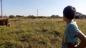 КАК УХАЖИВАТЬ ЗА КОРОВАМИ