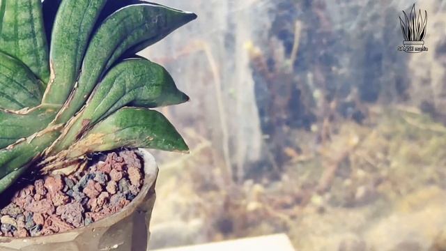 Sansevieria Ed Eby / Patens mini, membuat yang kecil lebih susah dari pada yang besar смотреть онлайн