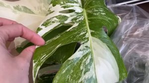 ALOCASIA MICKEY MOUSE