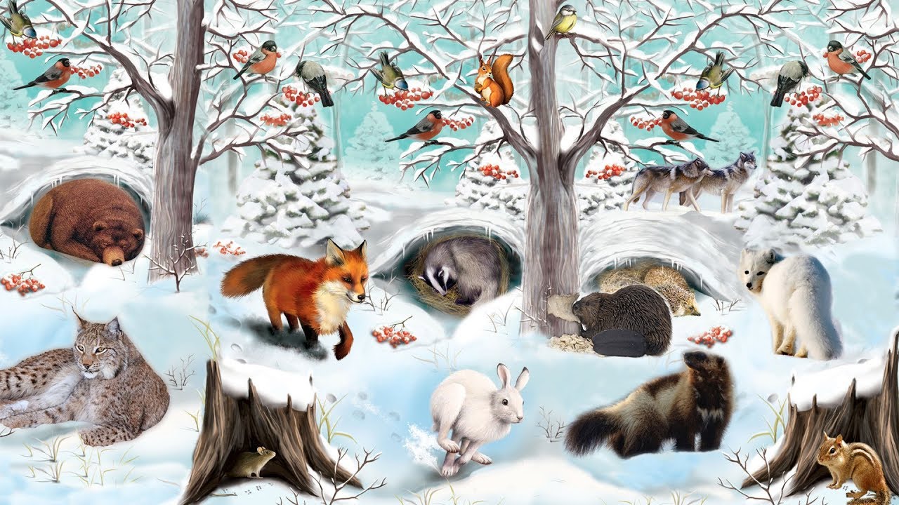 Звери весной средняя группа. Животные зимой. Дикие животные зимой. Животные зимой для детей. Звери в лесу.