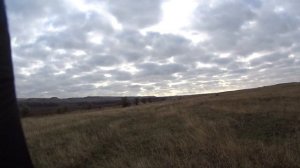 Охота на зайца с Ягдтерьером .