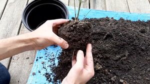 Я решил пересадить мой бамбук ???