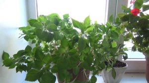 Чтобы обильно и ярко цвел бальзамин зимой