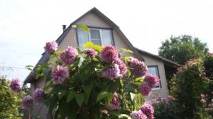 Клематисы, розы, флоксы- что еще цветет в сентябре