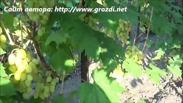Сорт винограда: Ландыш смотреть онлайн