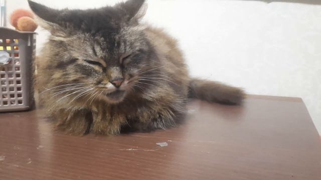 У нас ПИТОМНИК. НОВЫЙ ПИТОМЕЦ МАРГОША. смотреть онлайн