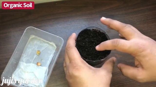 100 Successful How to Grow POMELOCITRUS from Store-Bought Pomelo for Beginner