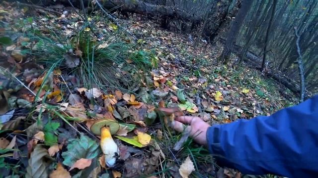 ВОТ ЭТО ДА!!! ВЕЧЕРНИЙ ЗАКОС БЕЛЫХ ГРИБОВ! Корзина грибов на ЗАКАТЕ в октябре! Белые грибы 2022! смотреть онлайн