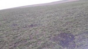 Боронование экспарцета 2020