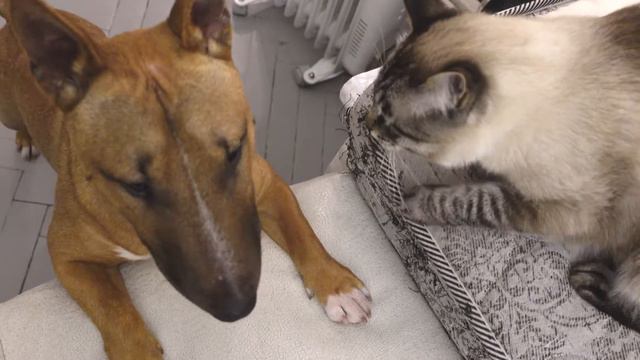 Бультерьер и кот. Дан и Пикс ) смотреть онлайн