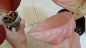 Аглаонема Сук сом /переукоренение, отличный результат!/