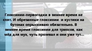 Зелёная аптека для комнатных растений. Борьба с вредителями.
