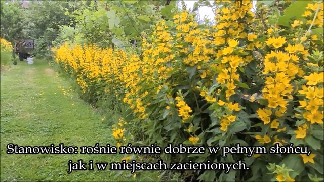 TOJEŚĆ KROPKOWANA- Lysimachia punctata- kwitnie całe lato, cudnie rozświetla zacienione miejsca смотреть онлайн
