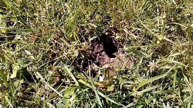 Земляные осы смотреть онлайн