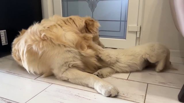Щеночек играет с собачкой мило