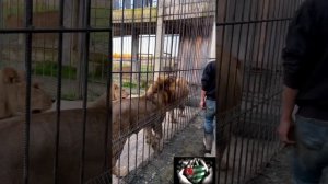 Парк львов Прайд Абхазия