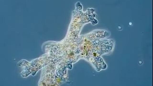 передвижение амебы.flv