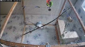 Спаривание индийских кольчатых ожереловых попугаев. Mating of Indian ringed necklace parrots.