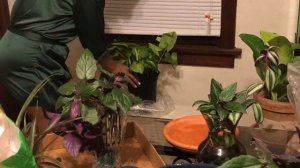 Velvet Vine Plant Propagation