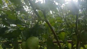 Отличный сорт томата "Феникс" 4.6 кг с 1 куста (Tomato "Phoenix")