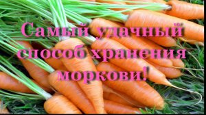 Самый удачный способ хранения моркови!