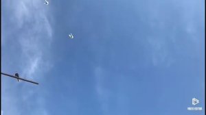 Голуби у Виктора-49(Питомник Западный- подкидки молодежи от голубей Зелененко А.Д)